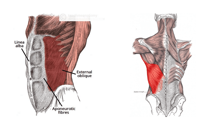 Obliques Overloading - How To Beat Your Lower Back Pain